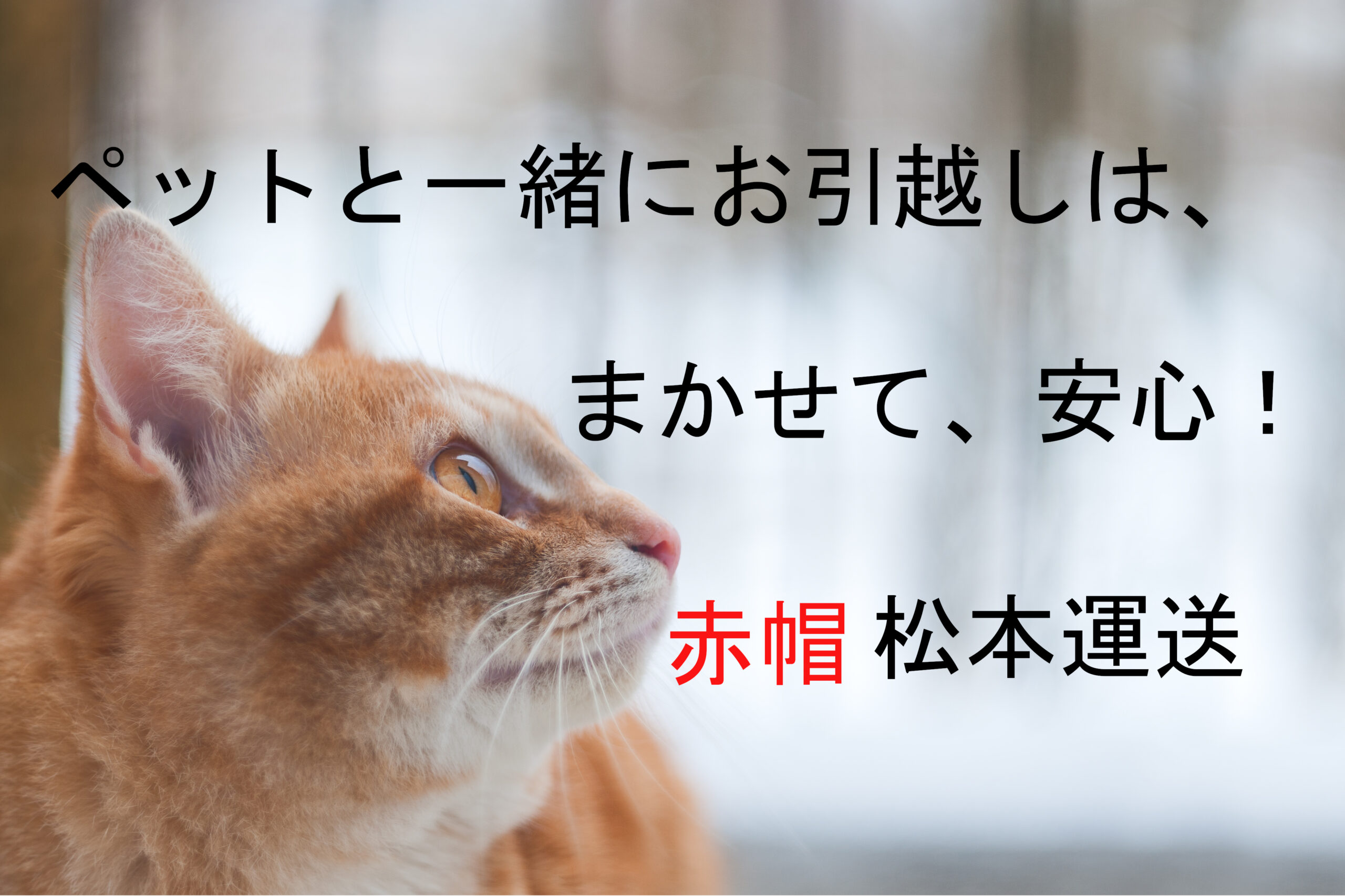 ペットと一緒にお引越しは、「まかせて、安心!赤帽松本運送」