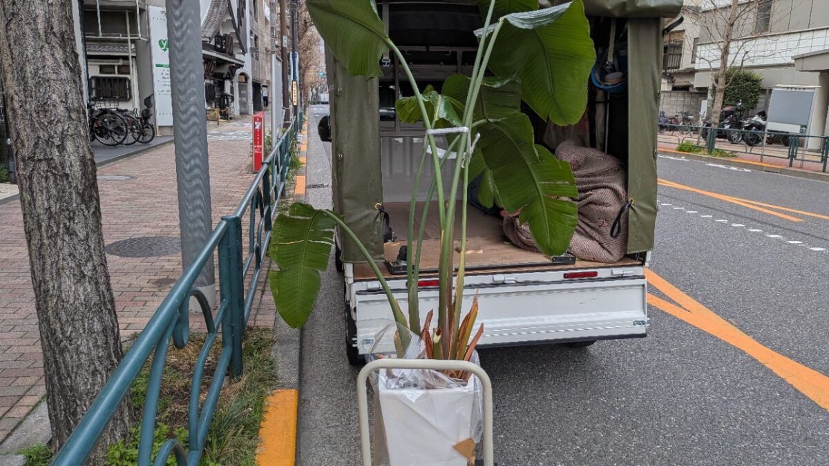 観葉植物をトラックに積込み準備中