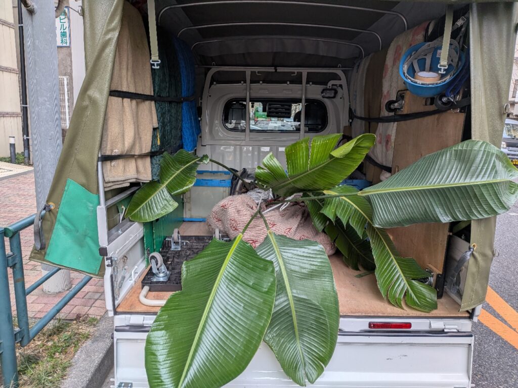 観葉植物を簡易養生と固定をして赤帽松本運送トラックに積み込み