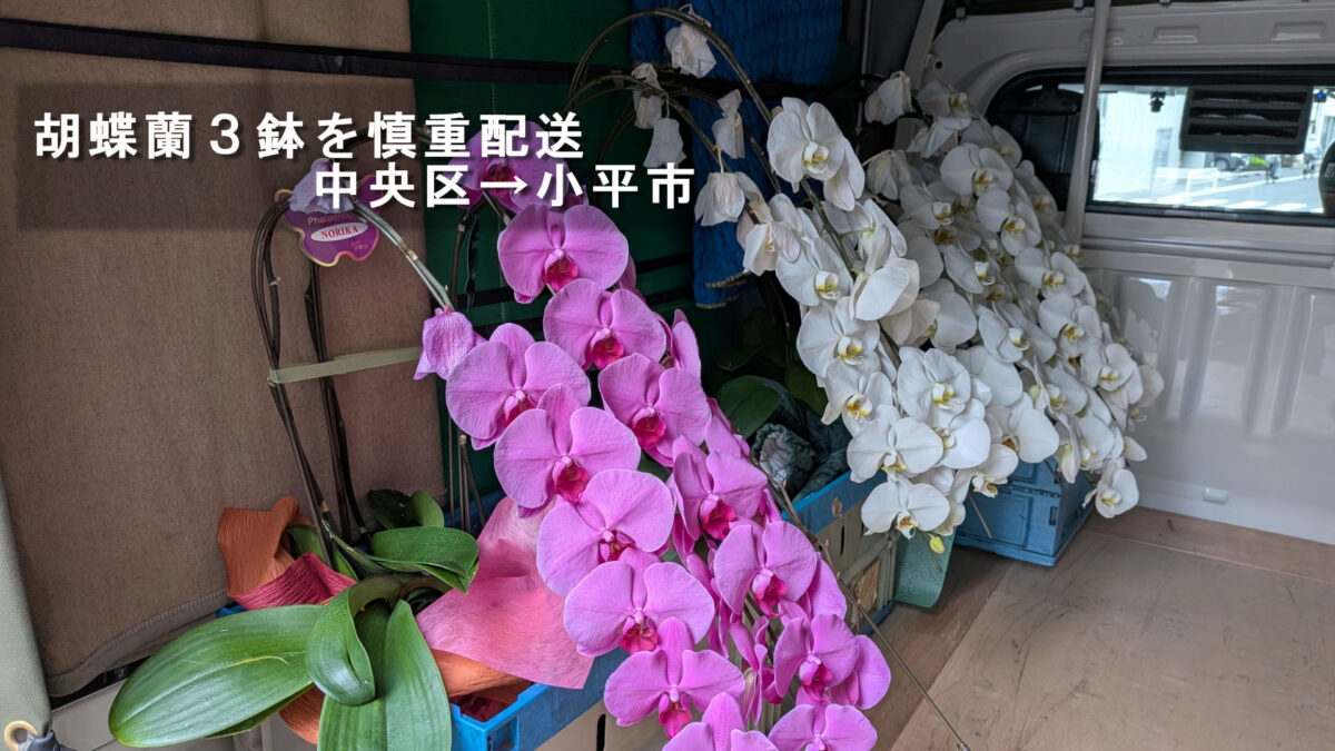 白とピンクの胡蝶蘭を荷台内に並べて積込みした様子