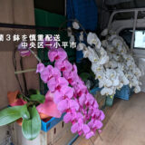 白とピンクの胡蝶蘭を荷台内に並べて積込みした様子