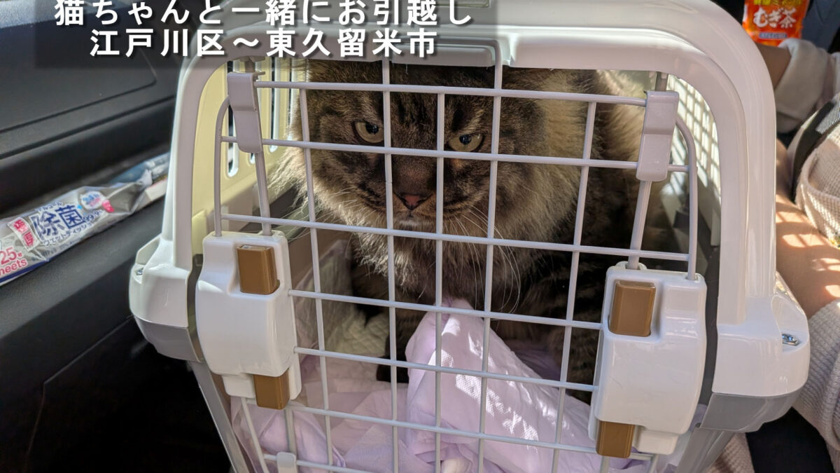 キャリーケースに入って移動する猫ちゃん