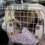 キャリーケースに入って移動する猫ちゃん