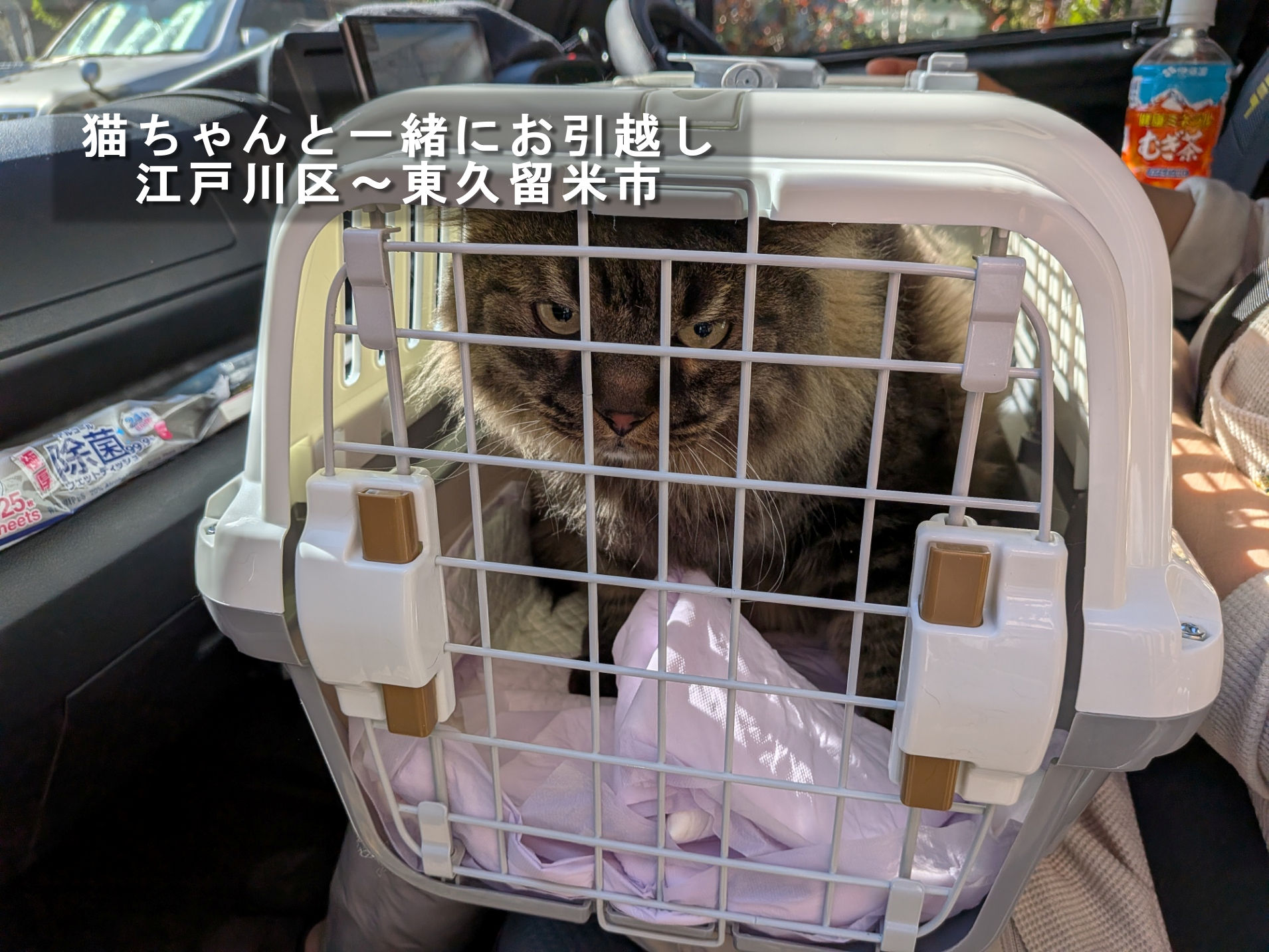 ねこおじ@引越し処分中 ガラスキャビネット 猫ちゃんと一緒にお引越し｜江戸川区から東久留米市までペットと一緒の