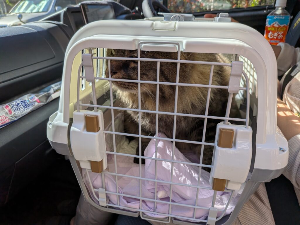 移動中のキャリーケースの中で落ち着く猫ちゃん